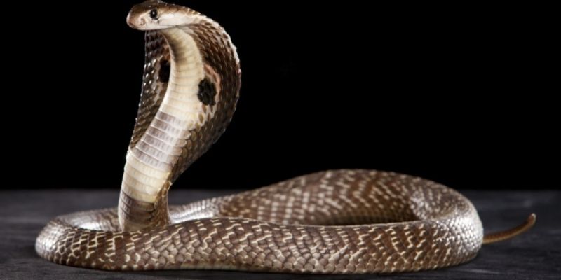 Góc nhìn từ tâm lý học lý do bạn lại mơ thấy rắn